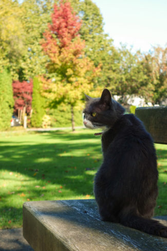 Emma the cat at the park on Sea Island