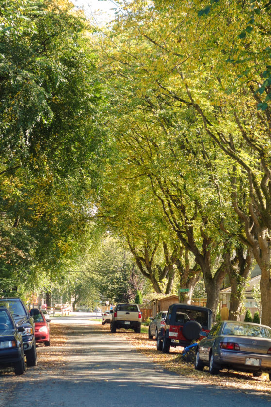 Tree-lined street on Sea Island
